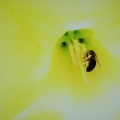 fleur et abeille