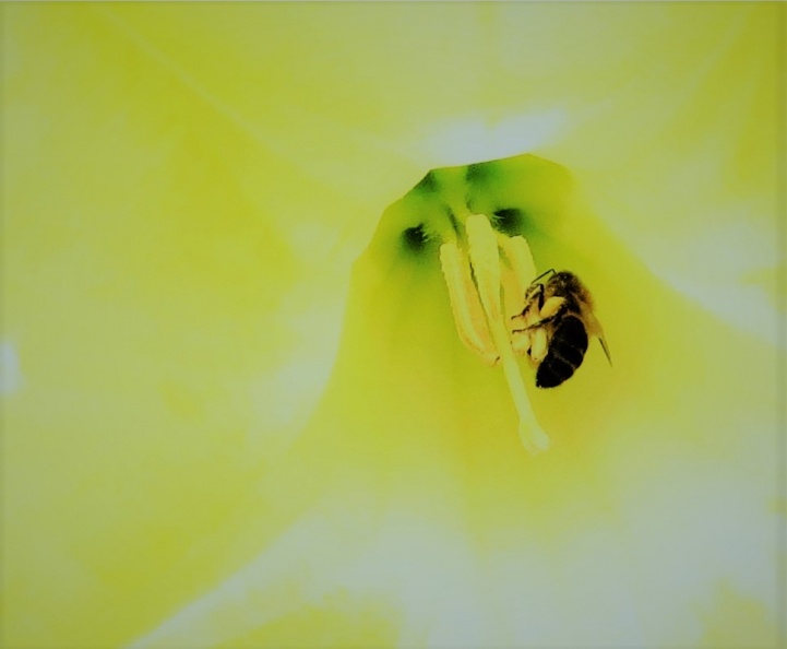 fleur et abeille.jpg